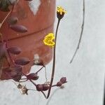 Crassothonna capensis Flower