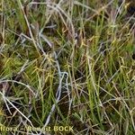 Carex pauciflora Natur