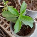 Stevia rebaudiana 整株植物