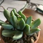 Conophytum bilobum 葉