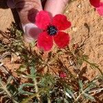 Papaver hybridumFlor