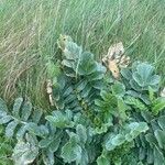 Brassica tournefortii Leaf