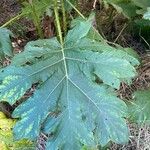 Solanum capsicoides برگ