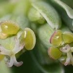 Euphorbia atoto