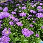 Symphyotrichum dumosum Blüte
