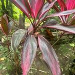 Cordyline fruticosaЛист