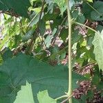 Vitis riparia Агульны выгляд