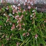 Saxifraga × urbium 花