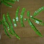 Pseudopiptadenia psilostachya Yaprak