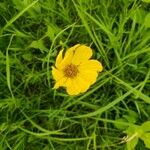 Coreopsis palmata പുഷ്പം