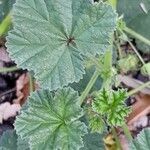 Malva neglecta Blatt