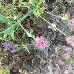 Trifolium stellatum Žiedas