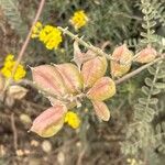 Astragalus miguelensis Fruto