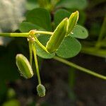 Oxalis fontana Fruit