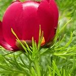 Paeonia tenuifolia Blatt