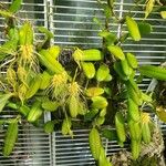 Bulbophyllum vaginatum Habit