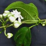 Mendoncia brenesii Other