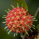 Uncaria guianensis Fleur