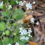 Saxifraga hirsuta Flor