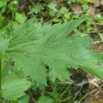 Papaver somniferum Folla