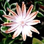 Felicia amelloides Flower