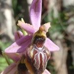 Ophrys arachnitiformis പുഷ്പം