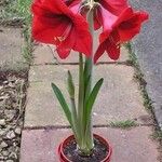 Hippeastrum reginaeKvět