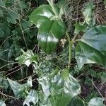 Atriplex sagittata Blad