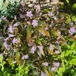 Strobilanthes anisophylla Květ