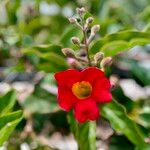 Amphilophium buccinatorium Lorea