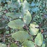 Lonicera nigra Leaf