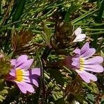 Euphrasia alpina फूल
