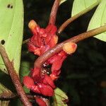 Drymonia coriacea Flower