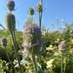 Dipsacus fullonumFiore