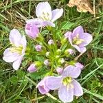 Cardamine pratensisFlower