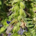 Echium arenarium Leaf