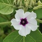 Astripomoea lachnosperma Flower