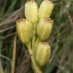 Liparis loeselii Fruit