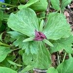 Trillium sessile Levél