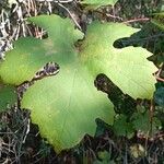 Vitis aestivalis Hostoa