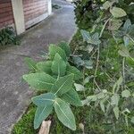 Angophora hispida Blad