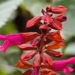 Salvia involucrata Sonstige