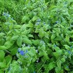 Pentaglottis sempervirens Hábito