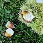 Castanea sativa Mbuma