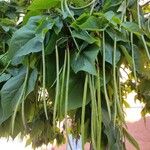 Catalpa ovata Owoc