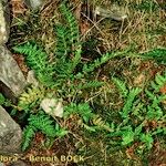 Woodsia ilvensis Habit