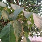 Tabebuia roseoalba Blatt