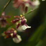 Oncidium altissimum 花