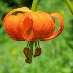 Lilium carniolicum Bloem