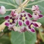 Calotropis procera फूल
